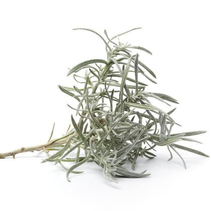 Pianta di Elicriso d'Italia in vaso