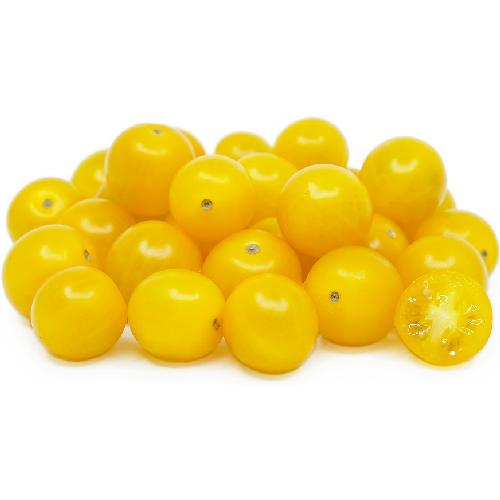 Plant de tomate cerise jaune en pot