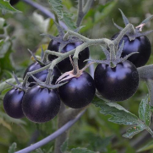 Plant de tomate cerise bleue en pot