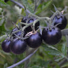 Plant de tomate cerise bleue en pot