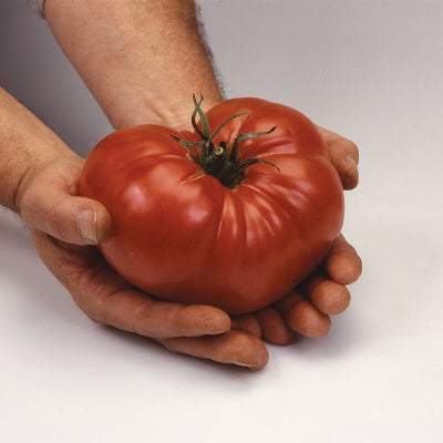 Pianta di Pomodoro Brandywine in vaso