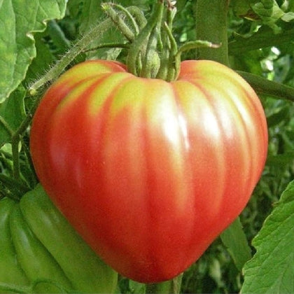 Pianta di Pomodoro cuore di bue liscio rosa in vaso