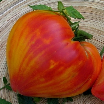 Pianta di Pomodoro cuore di bue liscio striato in vaso