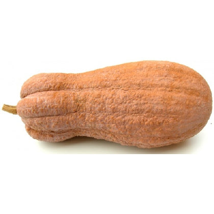 Pianta di Zucca violina in vaso