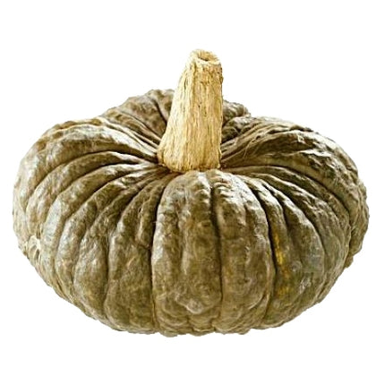 Pianta di Zucca Marina di Chioggia