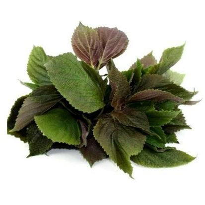 Pianta di Shiso (Perilla) bicolore Britton in vaso