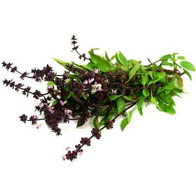 Pianta di Basilico Siam Thai Queen in vaso