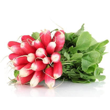 Pianta di Rapanello rosso lungo vaso