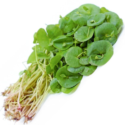 Pianta di portulaca invernale in vaso