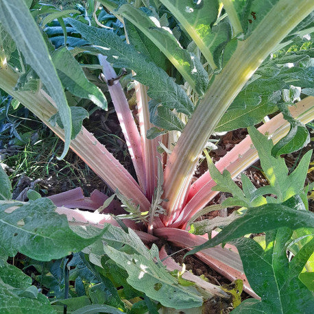 Vase Chardon rouge d'Alger