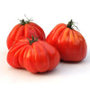 Pianta di Pomodoro cuore di bue d'Albenga vaso