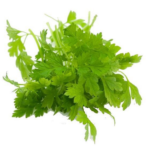 Cerfeuil vert en pot