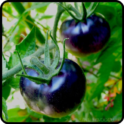 Pianta di Pomodoro tondo blu in vaso
