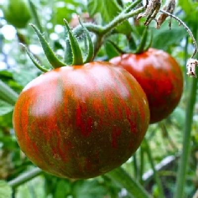 Pianta di Pomodoro tondo nero striato in vaso