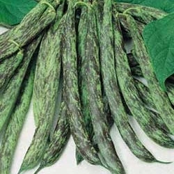 Pianta di fagiolino mangiatutto nano Bobis d'Albenga