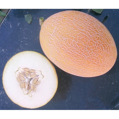 Pianta di Melone ananas in vaso