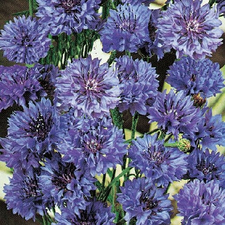 Plante de bleuet (ou cyan) en pot