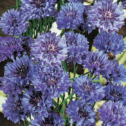 Pianta di fiordaliso (o ciano) in vaso