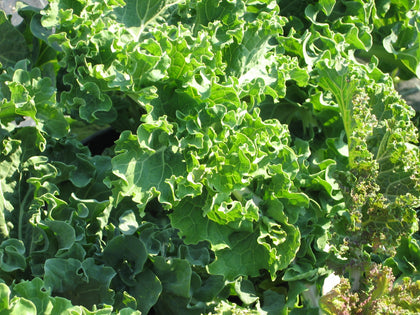 Sementi di Broccolo Genovese (cou rissu)