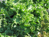 Pianta di broccolo Genovese in vaso