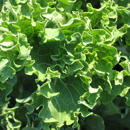 Sementi di Broccolo Genovese (cou rissu)