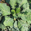 Pianta di broccolo nero lavagnino in vaso