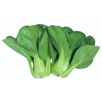 Pianta di Bietola pak choi a foglia chiara