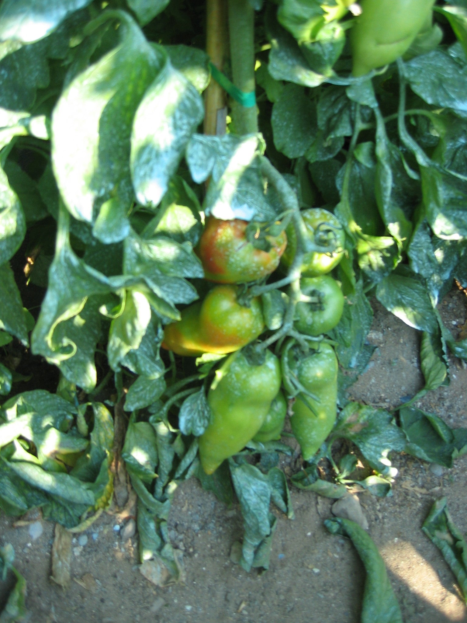 Pianta innestata di Pomodoro a corno ibrido