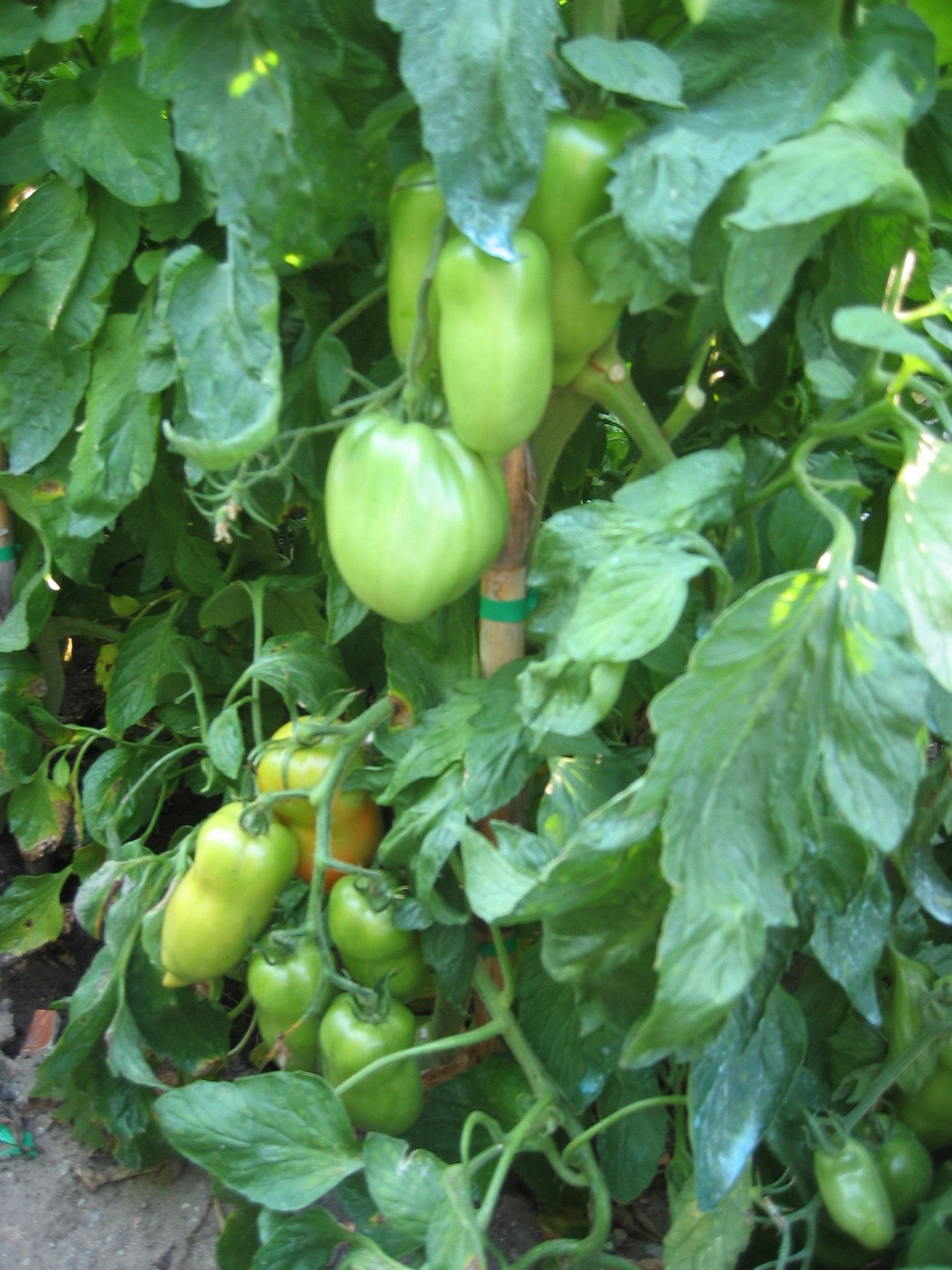 Pianta innestata di Pomodoro a corno ibrido