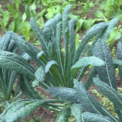 Pianta di cavolo nero di Toscana in vaso