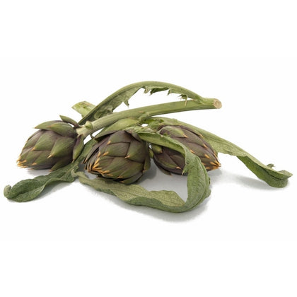 Pianta di Carciofo spinoso d'Albenga