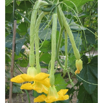 Pianta di Zucca trombetta d'Albenga Greta F.1