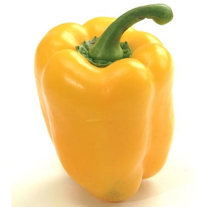 Pianta di Peperone quadrato giallo vaso