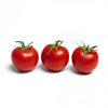 Pianta innestata di Pomodoro ciliegino ibrido