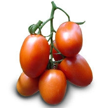 Pianta innestata di Pomodoro ovale tipo Cencara