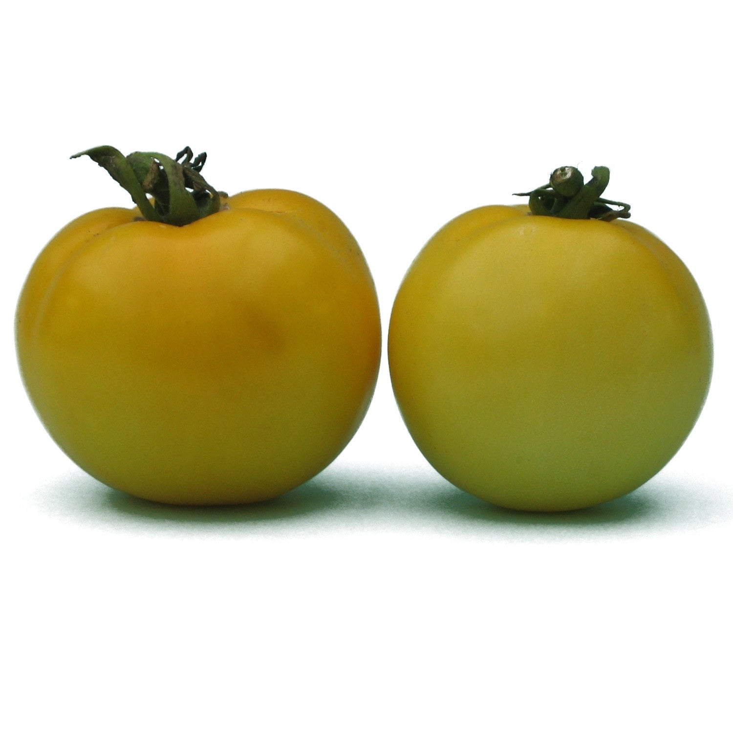 Vase rond jaune plant de tomate Lemon Boy