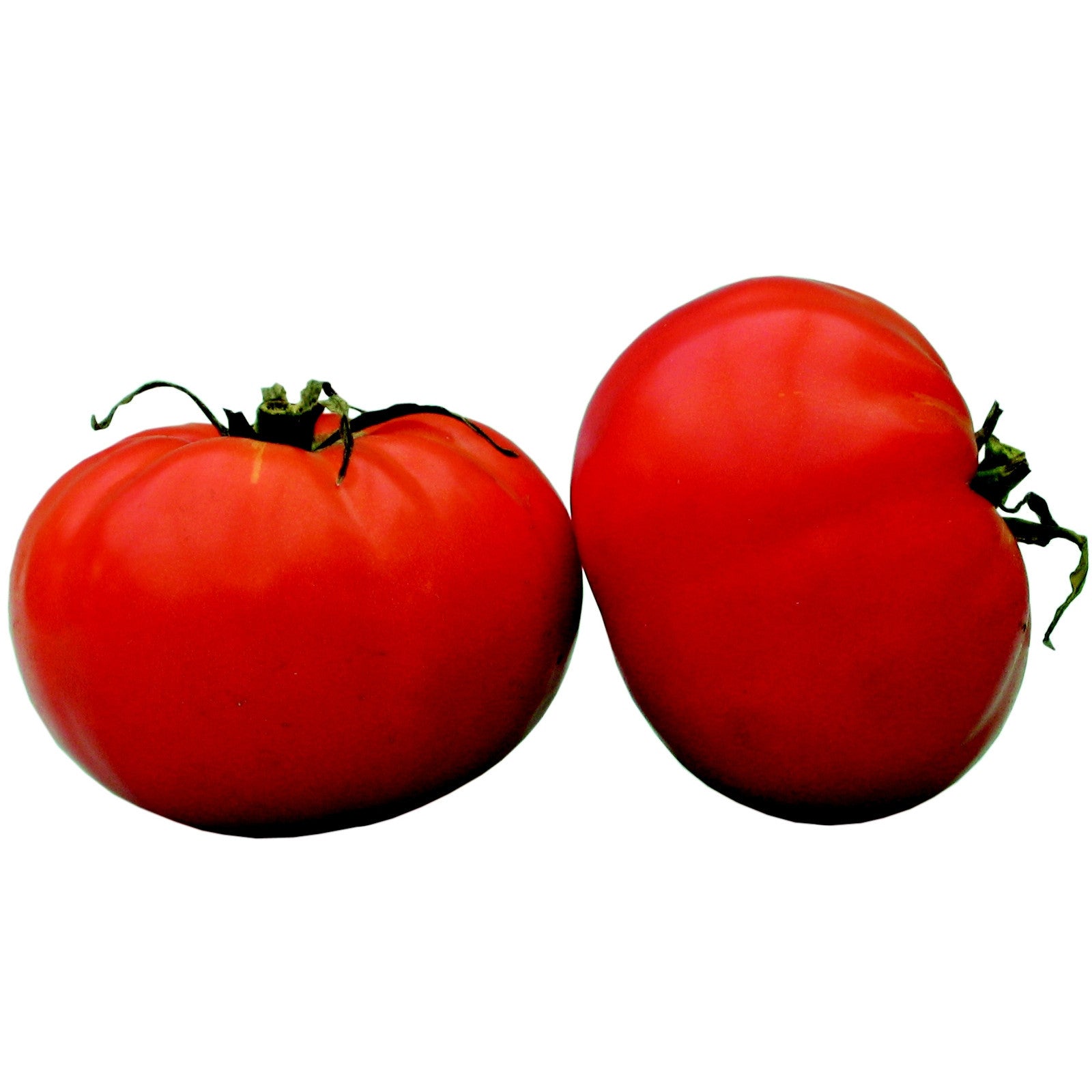 Pianta di Pomodoro tondo Saint Pierre in vaso