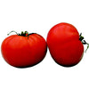 Pianta di Pomodoro tondo Saint Pierre in vaso