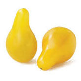 Pianta di Pomodoro mini pera gialla in vaso