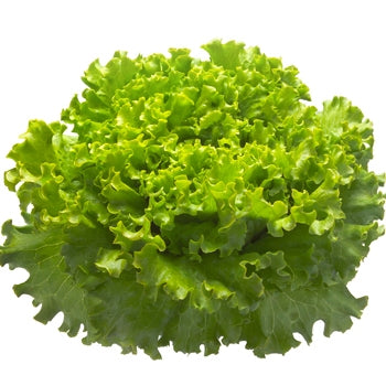 12 Piante di lattuga batavia gentilina verde