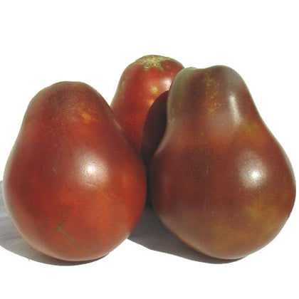 Pianta di Pomodoro cuore di bue nero in vaso