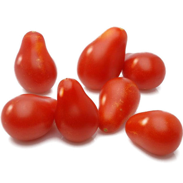 Mini plant de tomate poire rouge en pot