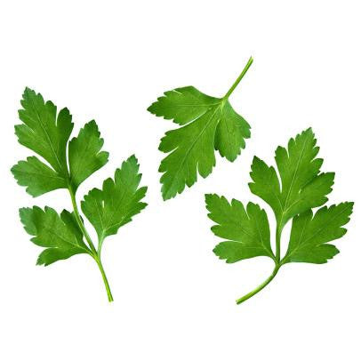 Pianta di Prezzemolo liscio in vaso