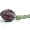Pianta di Carciofo violetto Tema 2000