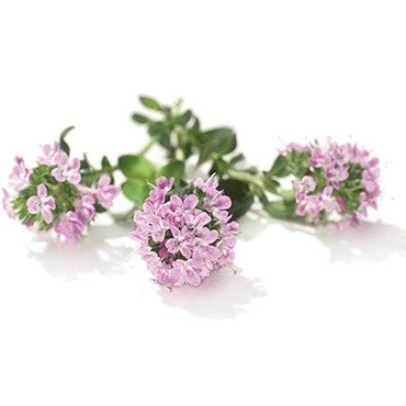 Pianta di Timo comune in vaso