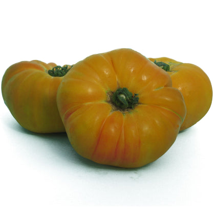 Pianta di Pomodoro tondo giallo Ananas in vaso