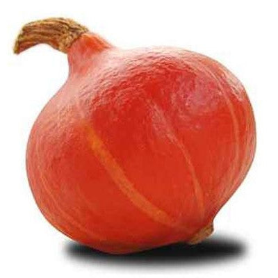 Pianta di Zucca Uchiki Kuri vaso