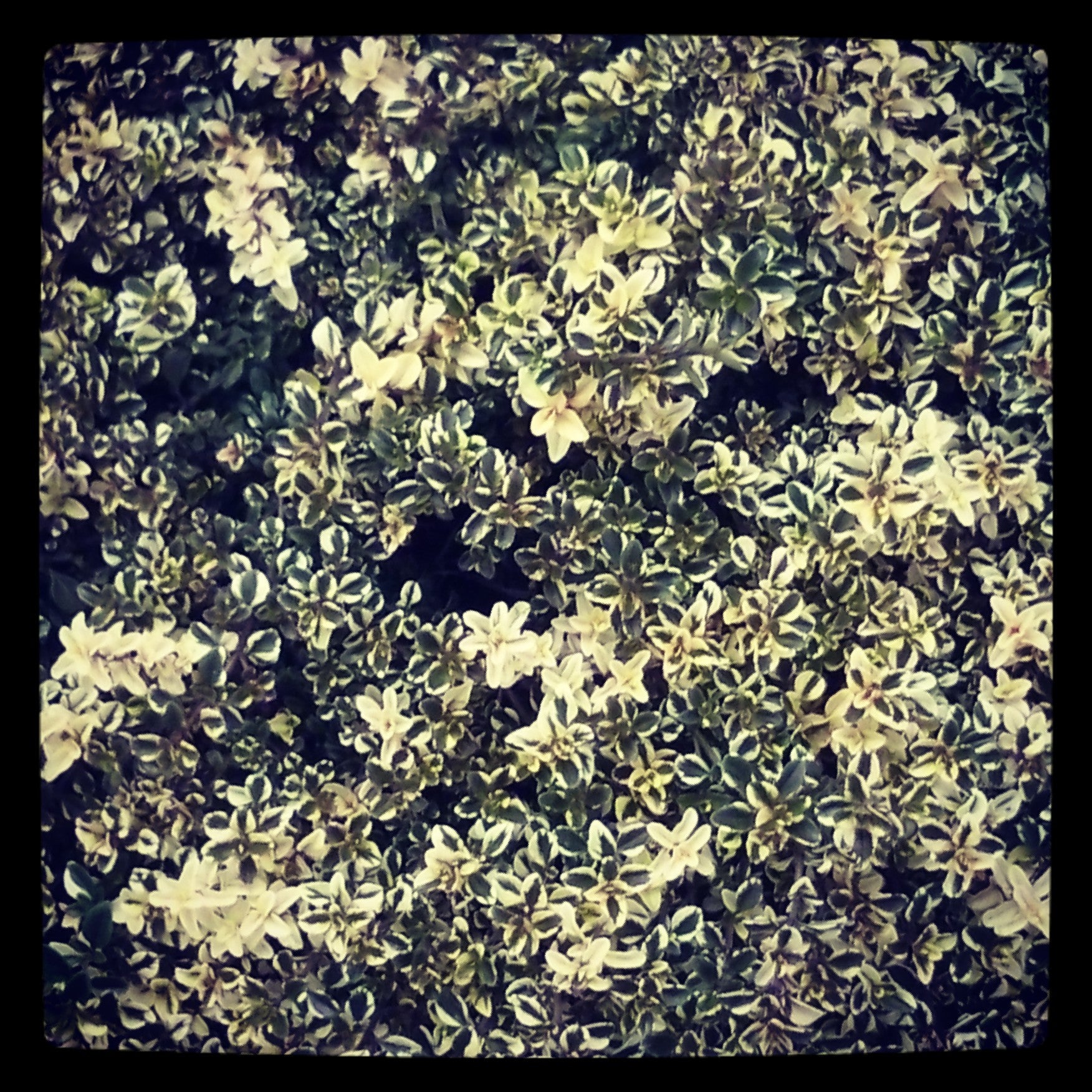 Thym en pot 'Foxley'