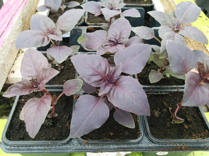 Pianta di Basilico rosso in vaso