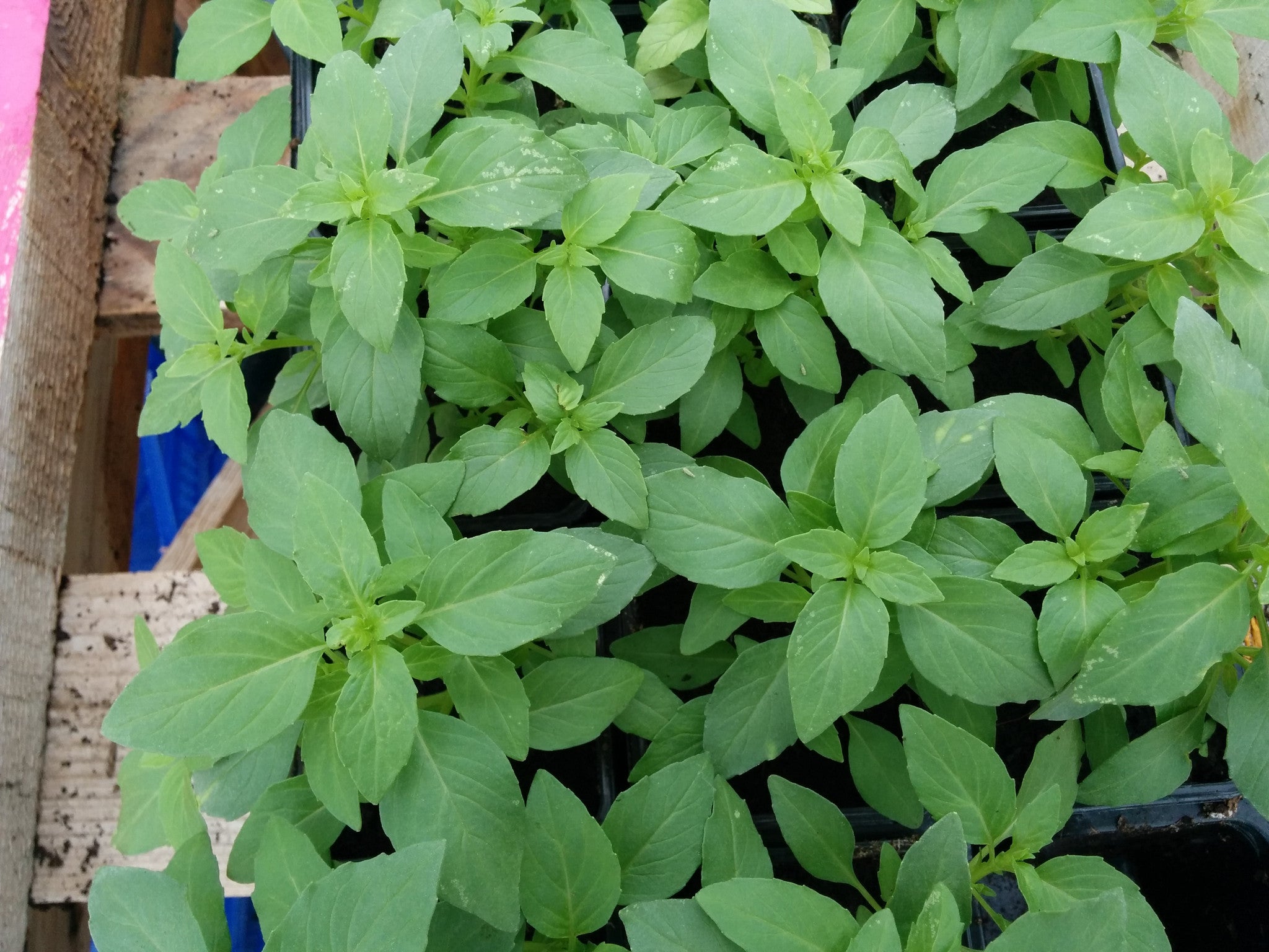 Plante de basilic grec (vert fin) en pot